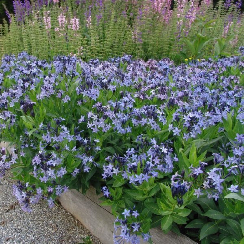 Amsonia Blue Ice Blue Star