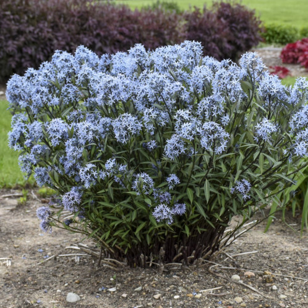 Amsonia Storm Cloud Blue Star