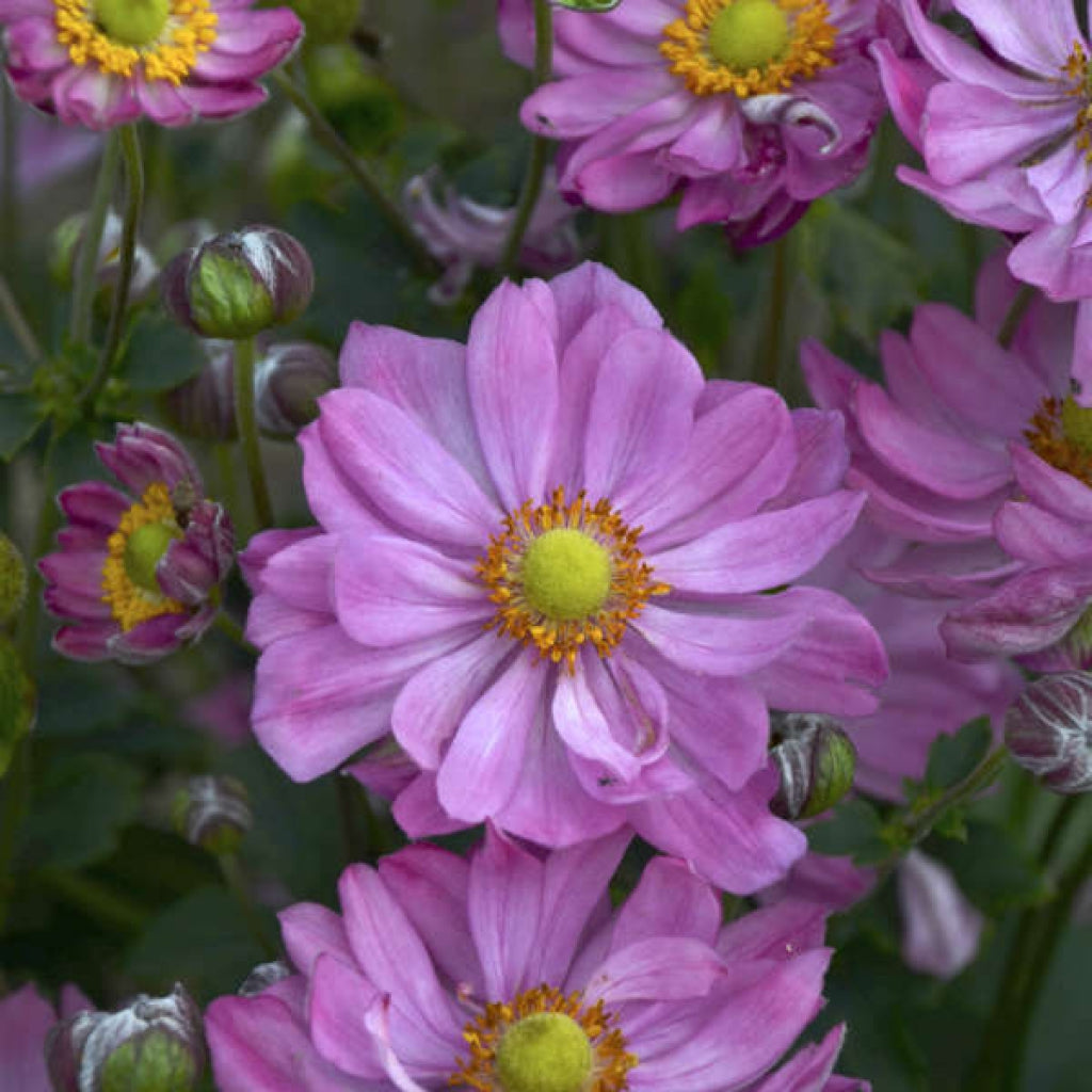 Curtain Call Pink Windflower