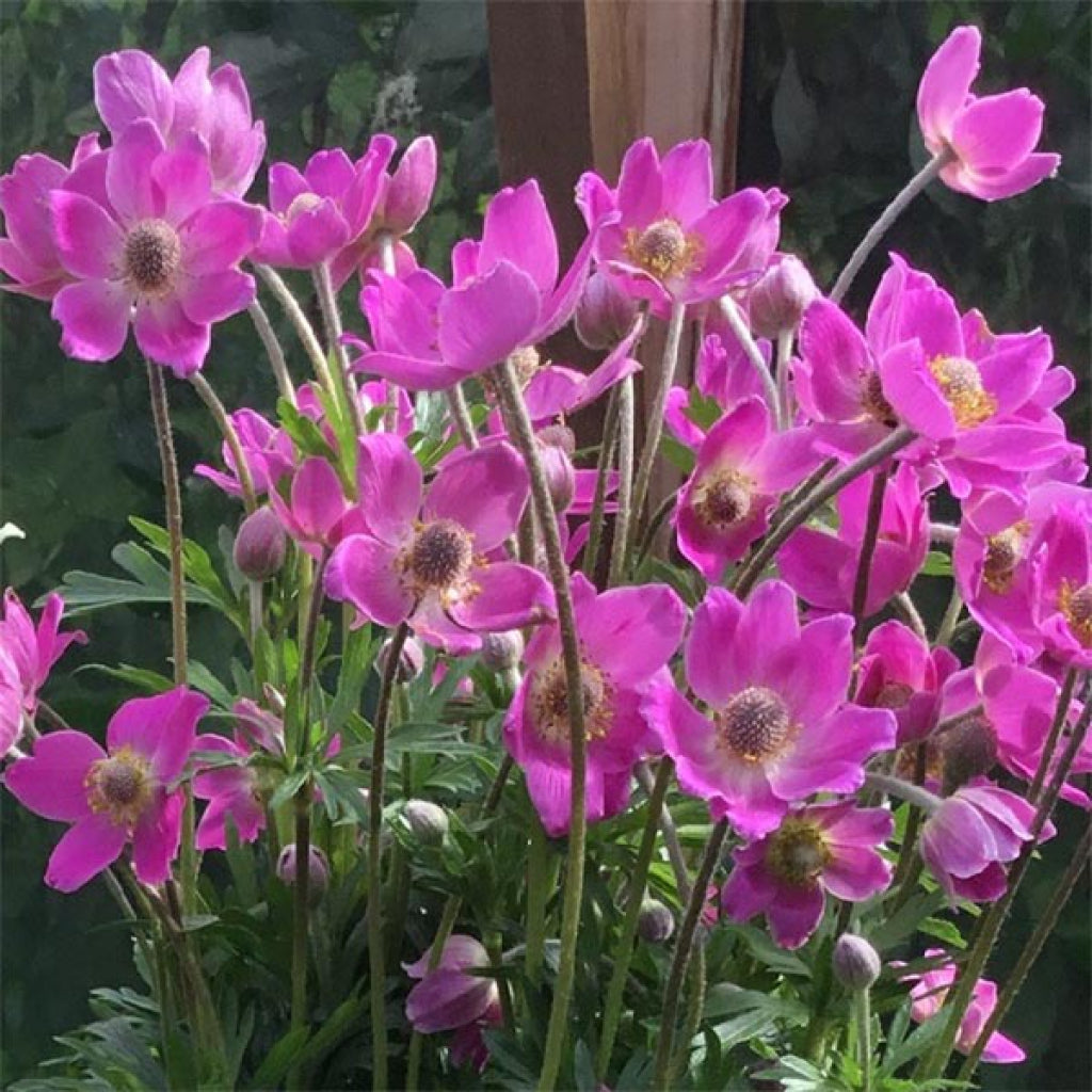 Spring Beauty Pink Windflower