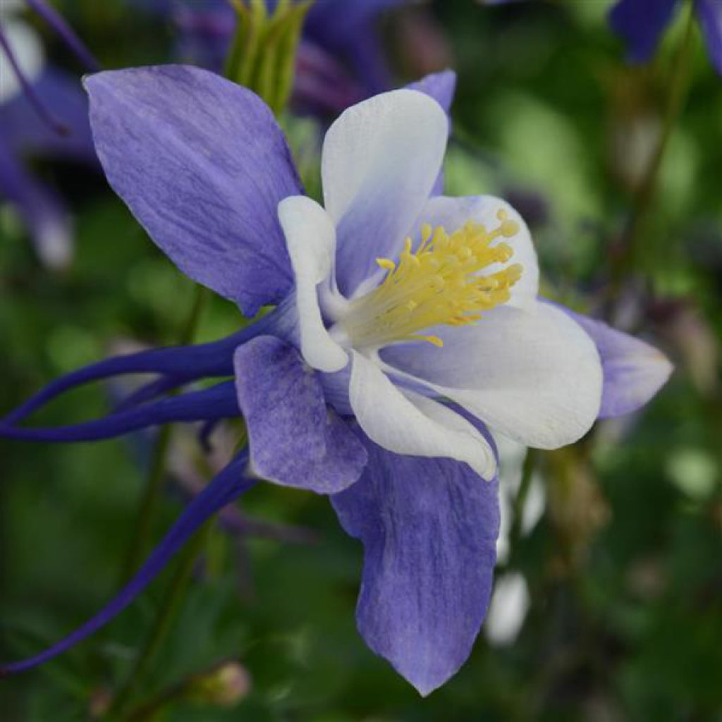Earlybird Blue/White Columbine