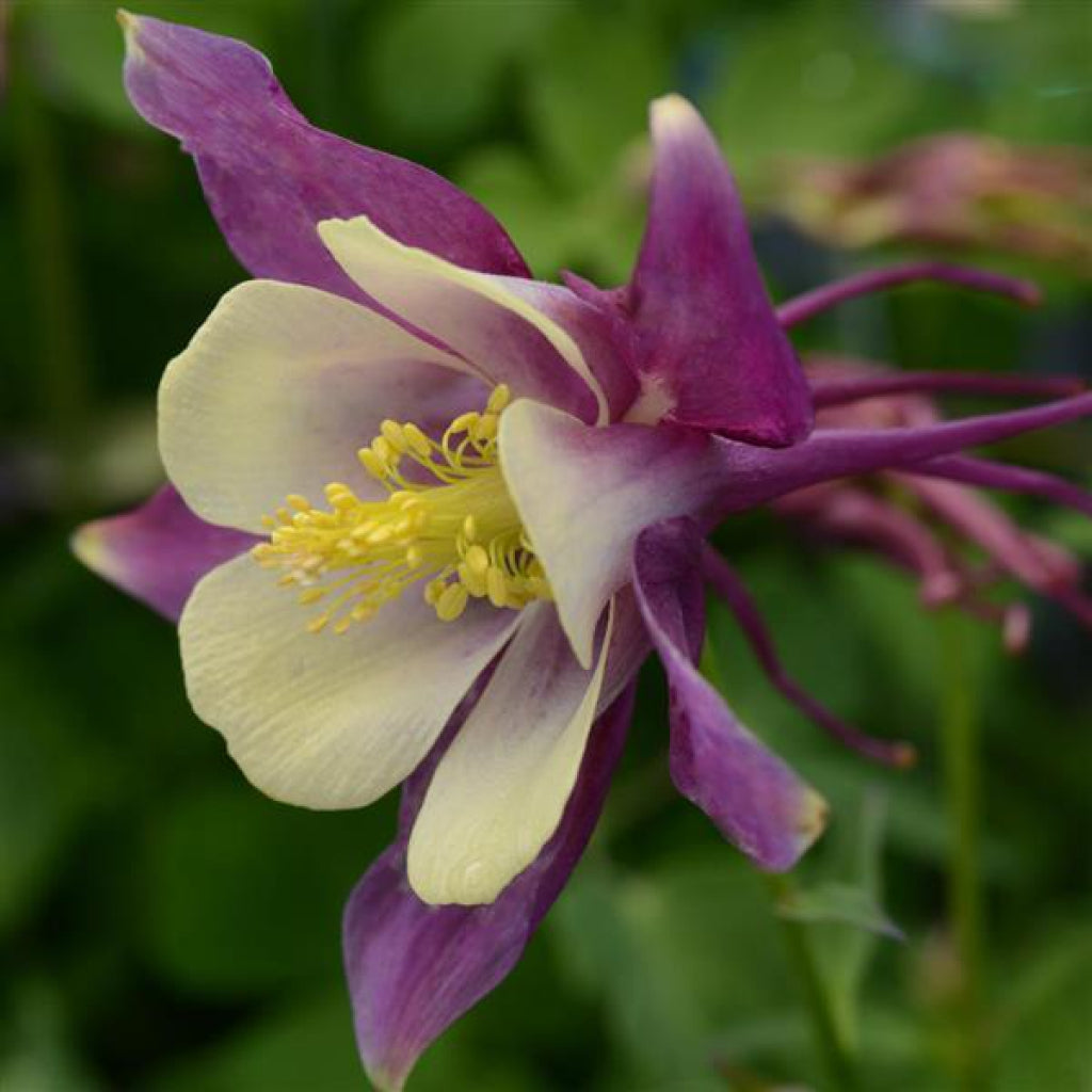 Earlybird Purple/Yellow Columbine