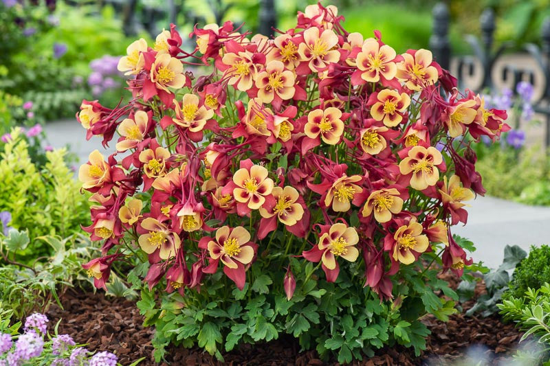 Earlybird Red/Yellow Columbine
