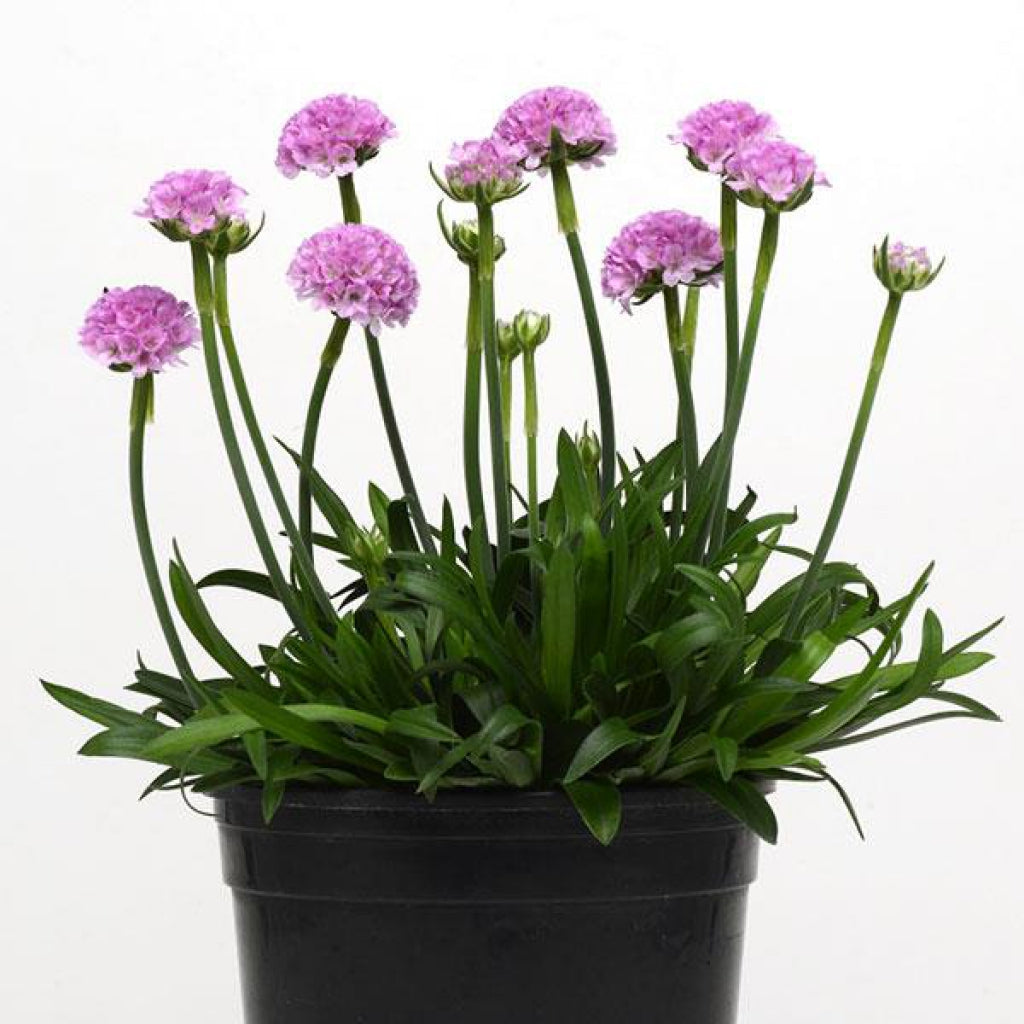 Armeria Dreameria Sweet Dreams Sea Thrift