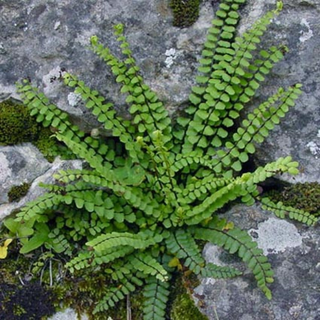 Asplenium trichomanes Maidenhair Spleenwort Fern