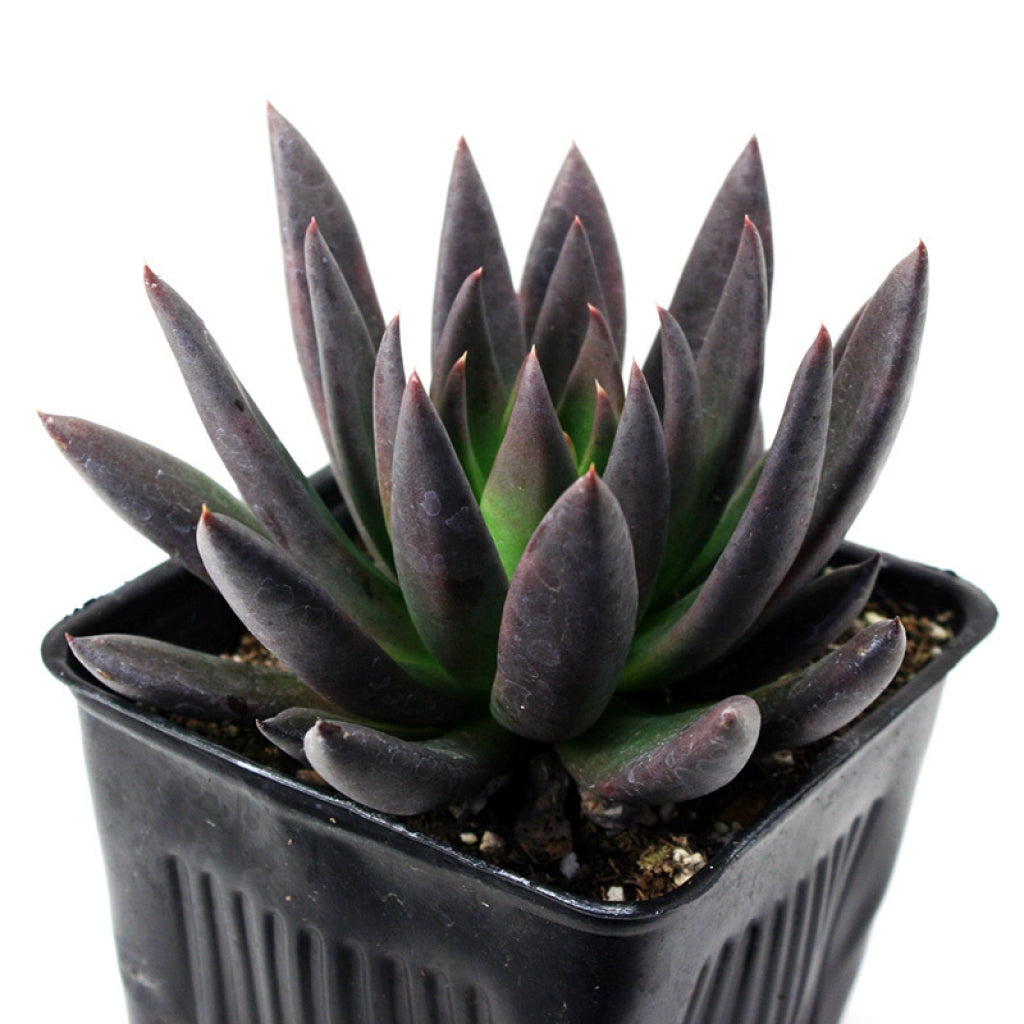 Echeveria 'Black Knight' Succulent