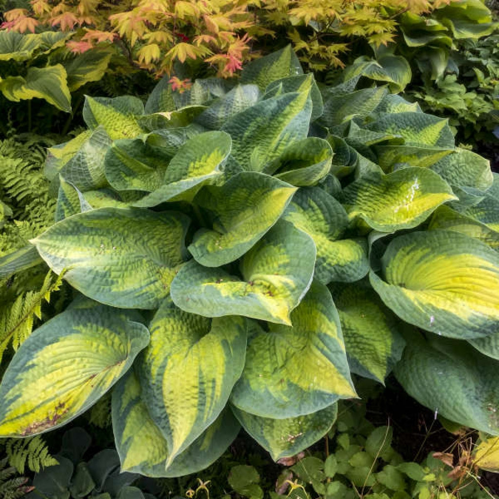 Hosta 'Brother Stefan' Plantain Lily