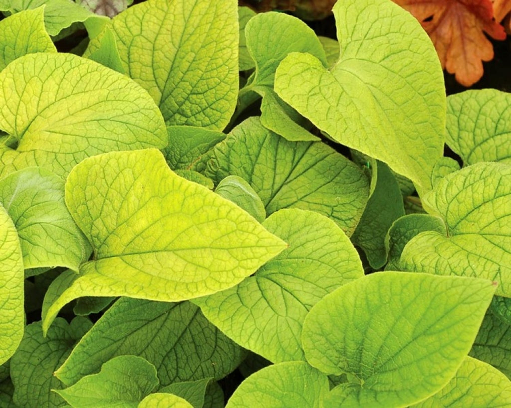 Brunnera Diane's Gold Siberian Bugloss