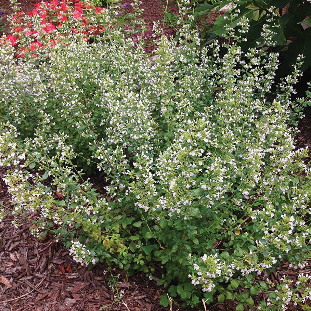 Calamintha nepeta ssp. nepeta Calamint
