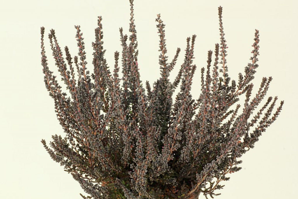Calluna vulgaris 'Zalina' Heather