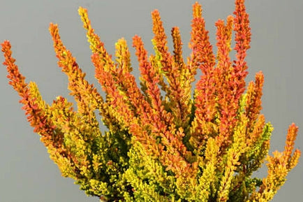 Calluna vulgaris Zoe Heather