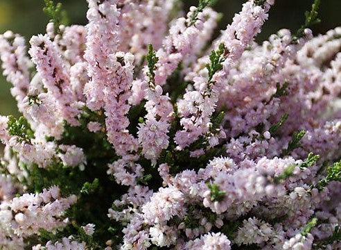 Calluna vulgaris 'Radnor' Heather