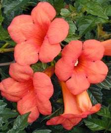 Campsis radicans Orange Trumpet Vine