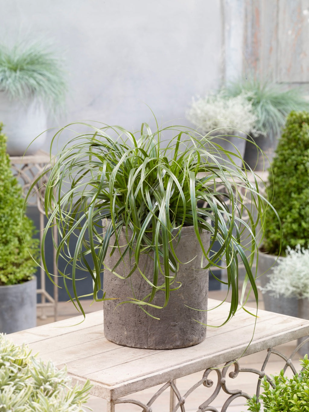 Carex 'Ribbon Falls' Japanese Sedge