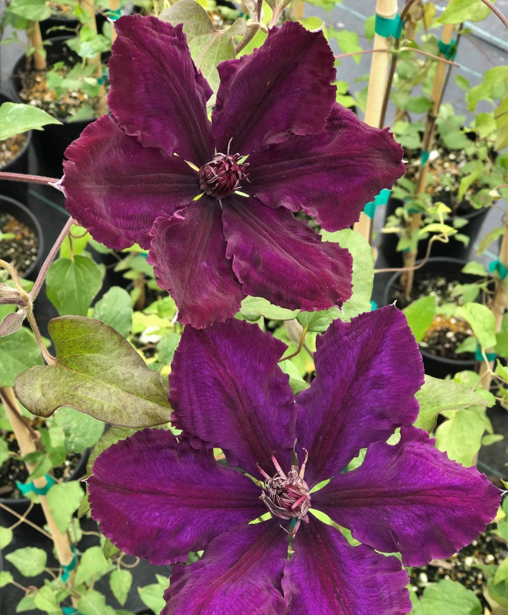 Honora Clematis