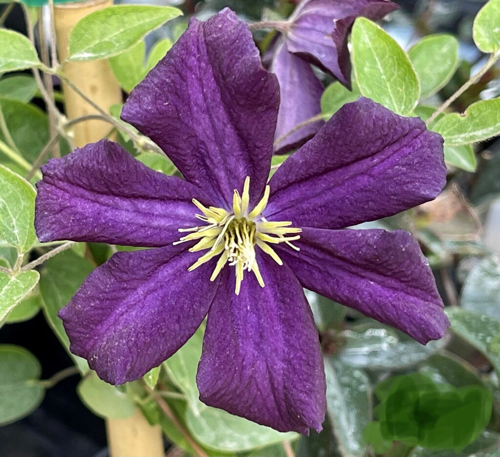 Romantika Clematis