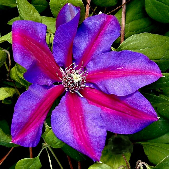 Clematis Bundle 2 Pack