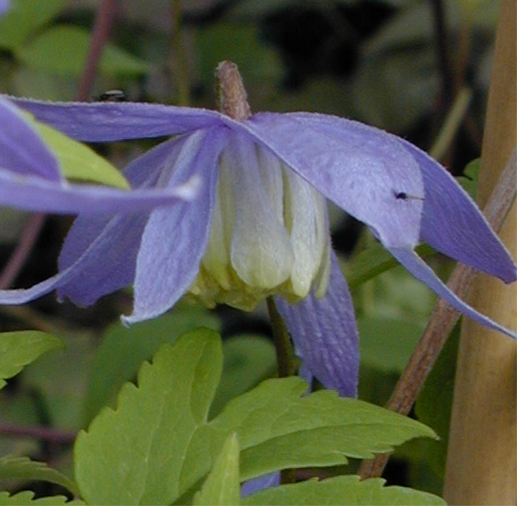 Clematis macropetala 'Blue Bird' Vine