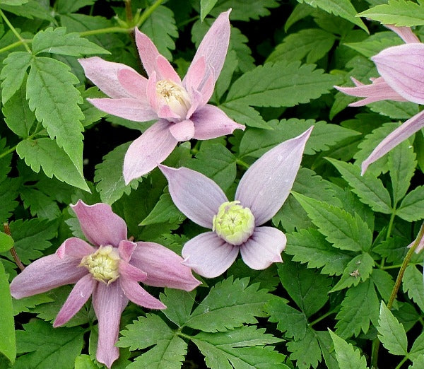 Clematis macropetala 'Markhams Pink'