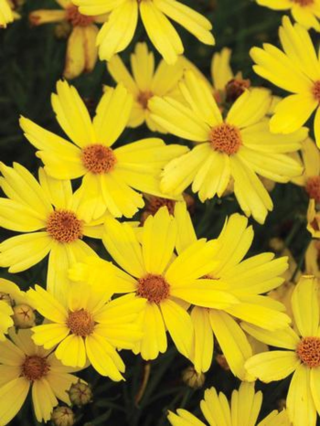 Hardy Jewel Citrine Tickseed