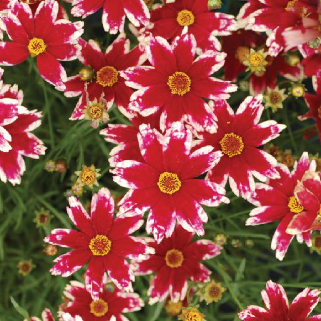 Hardy Jewel Ruby Frost Tickseed