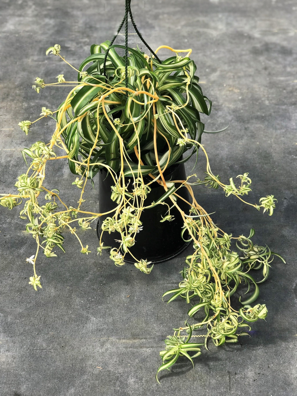Chlorophytum c. 'Bonnie' Curly Spider Plant