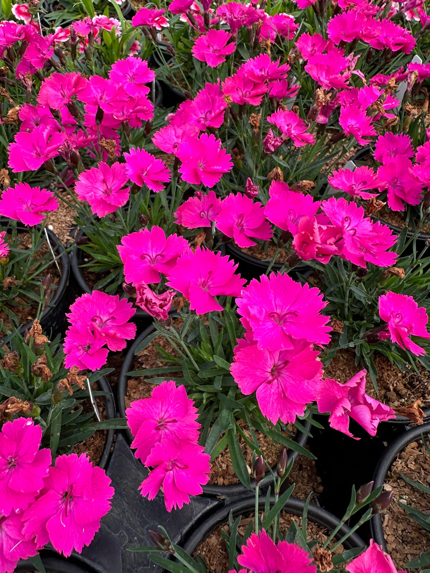Beauties Kate Pink Carnation