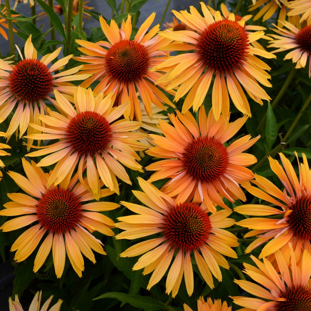 Big Kahuna Orange Coneflower