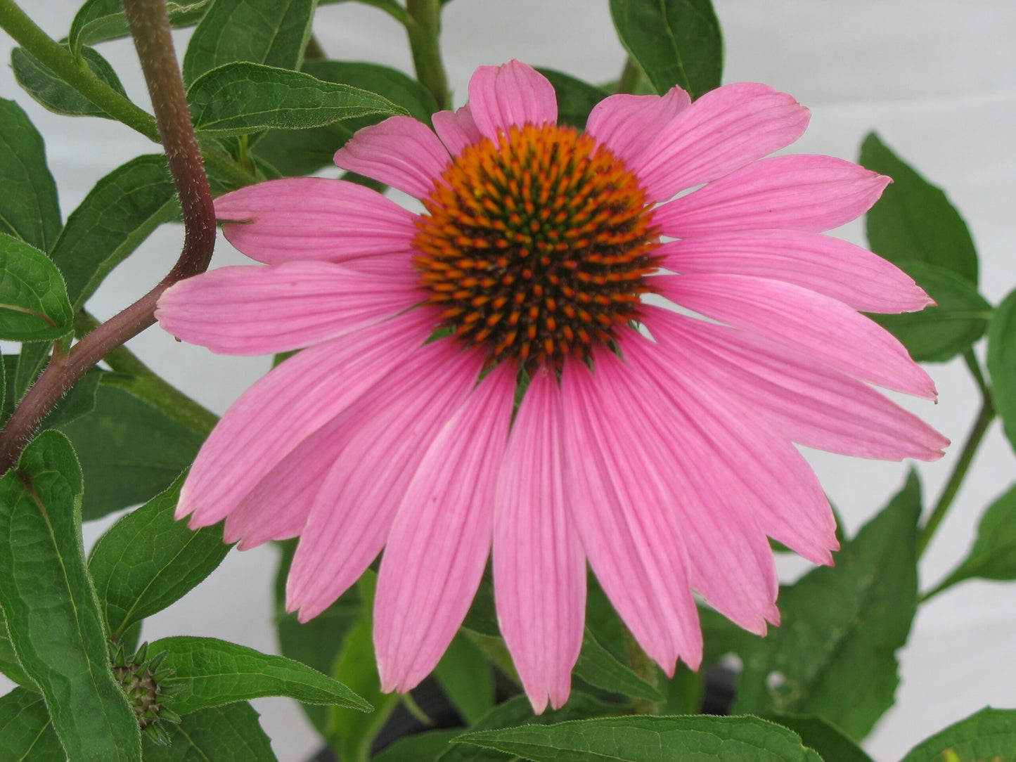 Echinacea 'Magnus' Coneflower