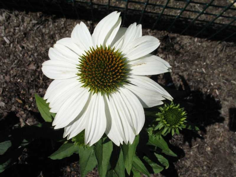 PowWow White Coneflower