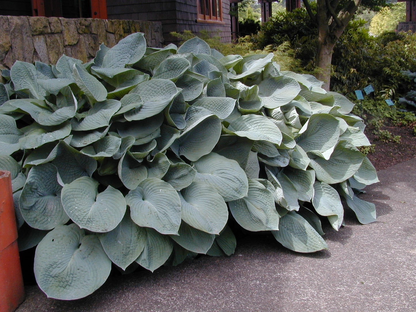 Hosta Elegans Plantain Lily 2 Pack