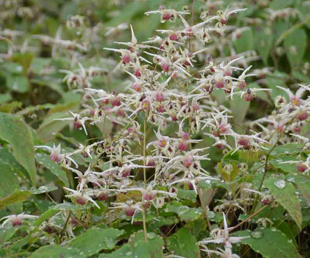 Epimedium Domino Barrenwort