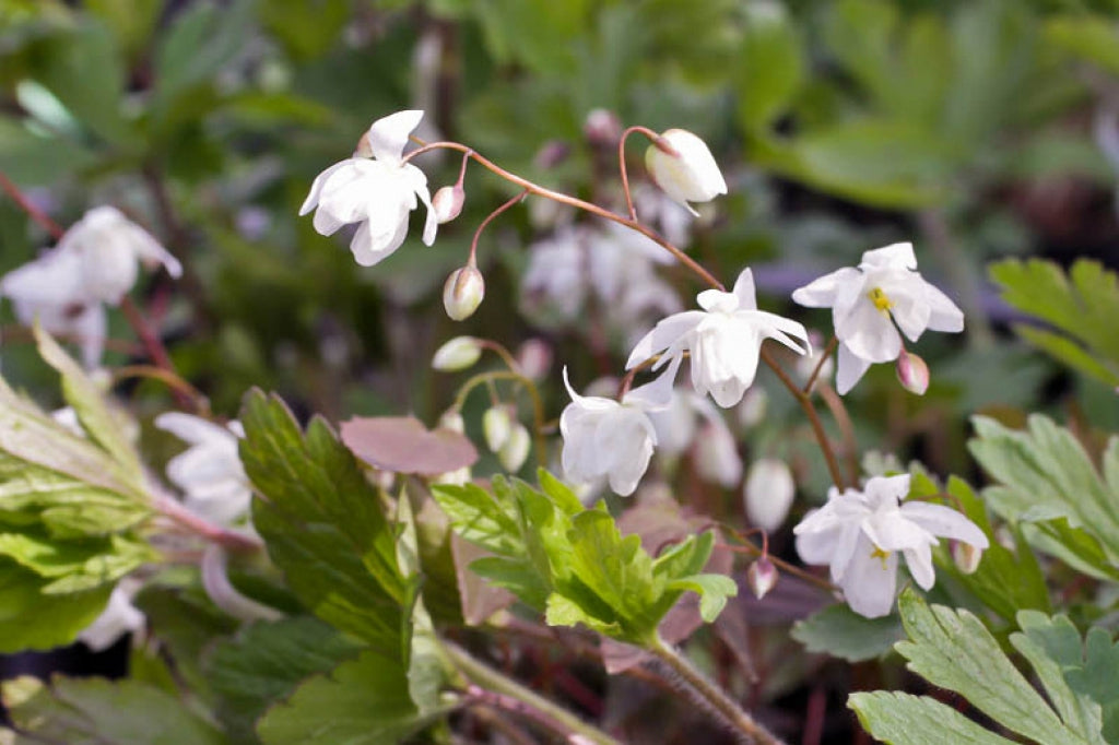 Epimedium Niveum White Barrenwort