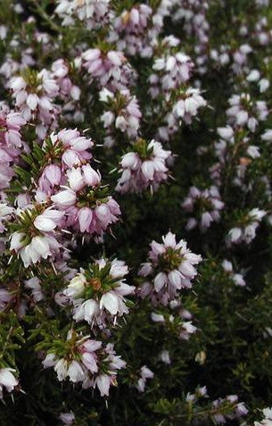 Brightness Erica Heather