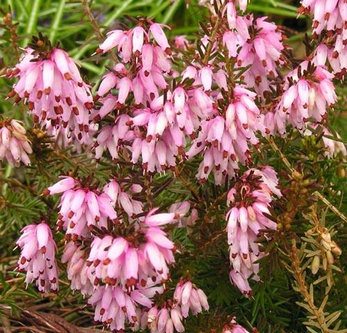 Heathwood Erica Heather