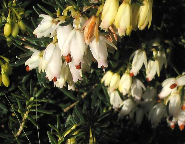 Schneekuppe Erica Heather