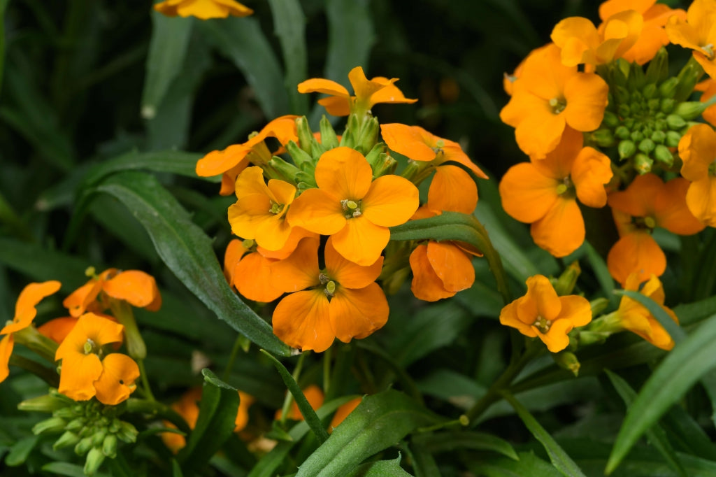 Erysimum Sunstrong Orange Shrubby Wallflower