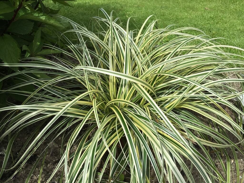 Carex 'Feather Falls' Variegated Japanese Sedge
