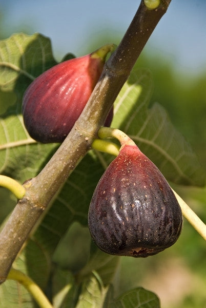 Brown Turkey Fig