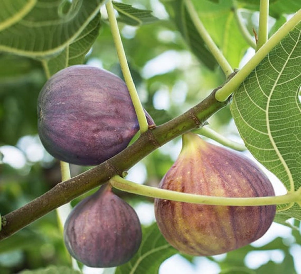 LSU Purple Fig