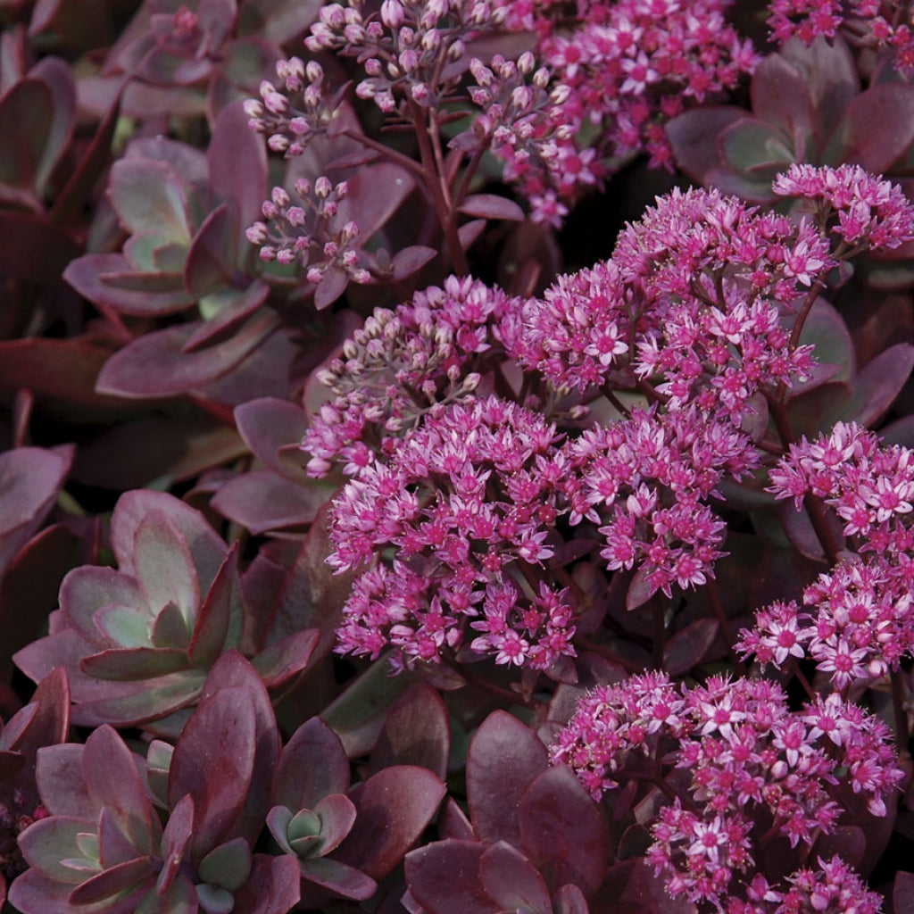 Sedum 'Sunsparkler Firecracker' Stonecrop