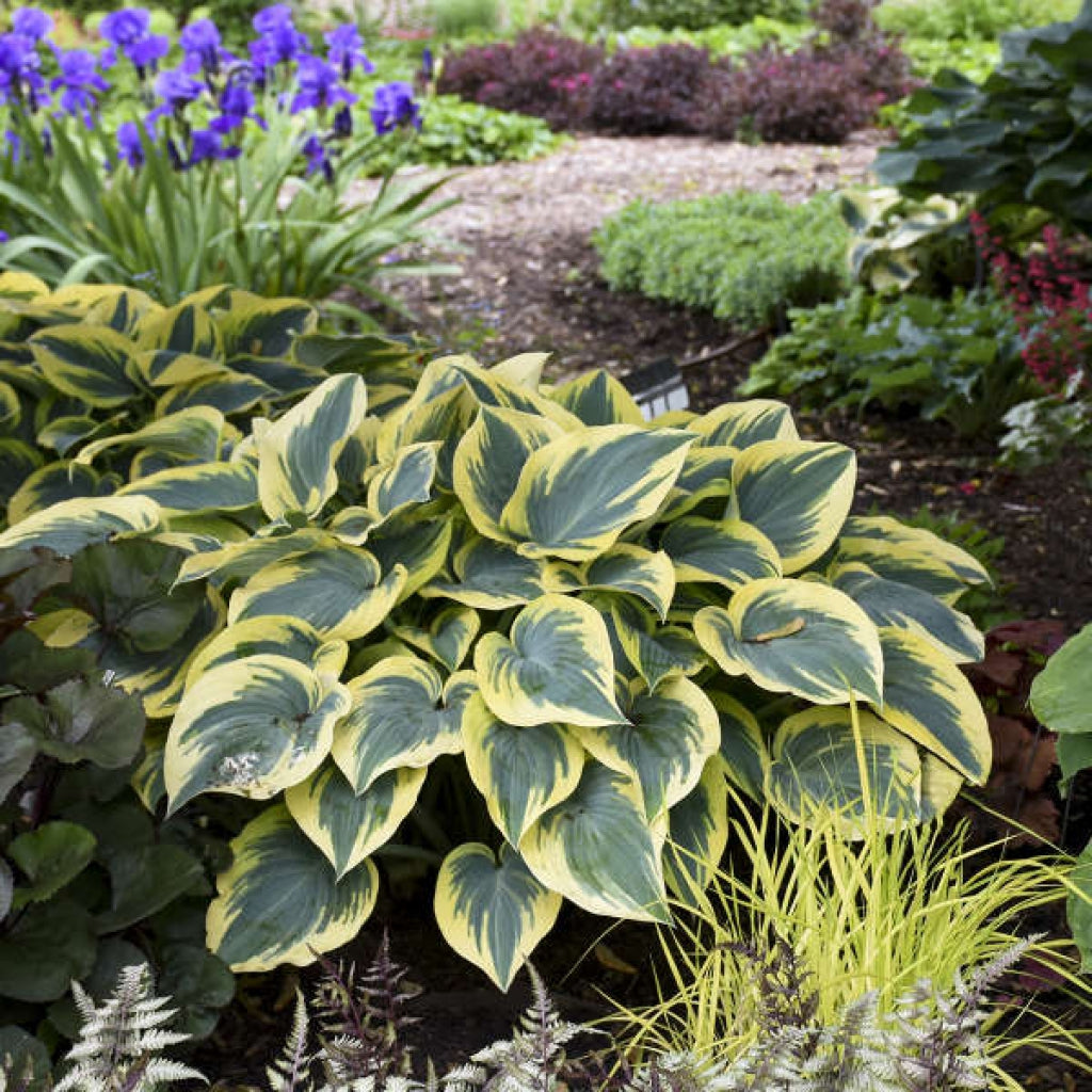 Hosta 'First Frost' Plantain Lily