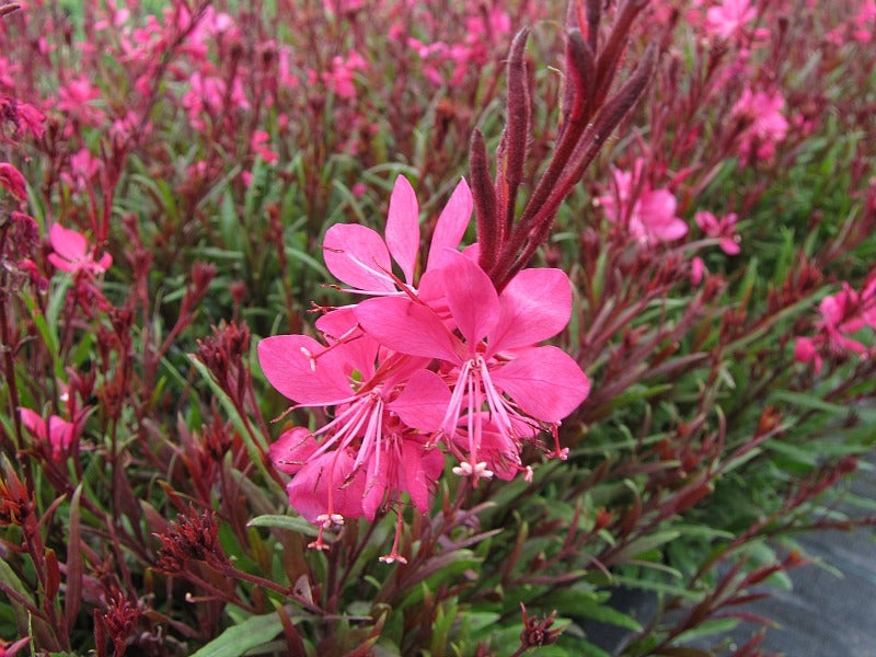 Gaura Belleza Dark Pink Wand Flower