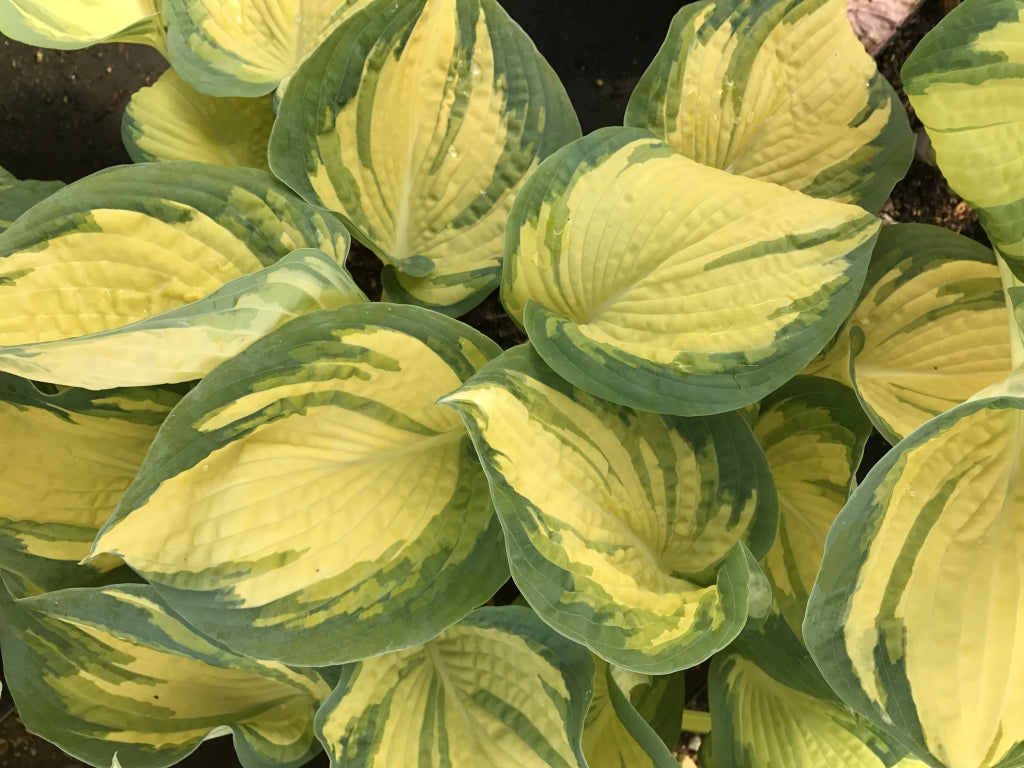 Hosta 'Great Expectations' Plantain Lily 2 Pack