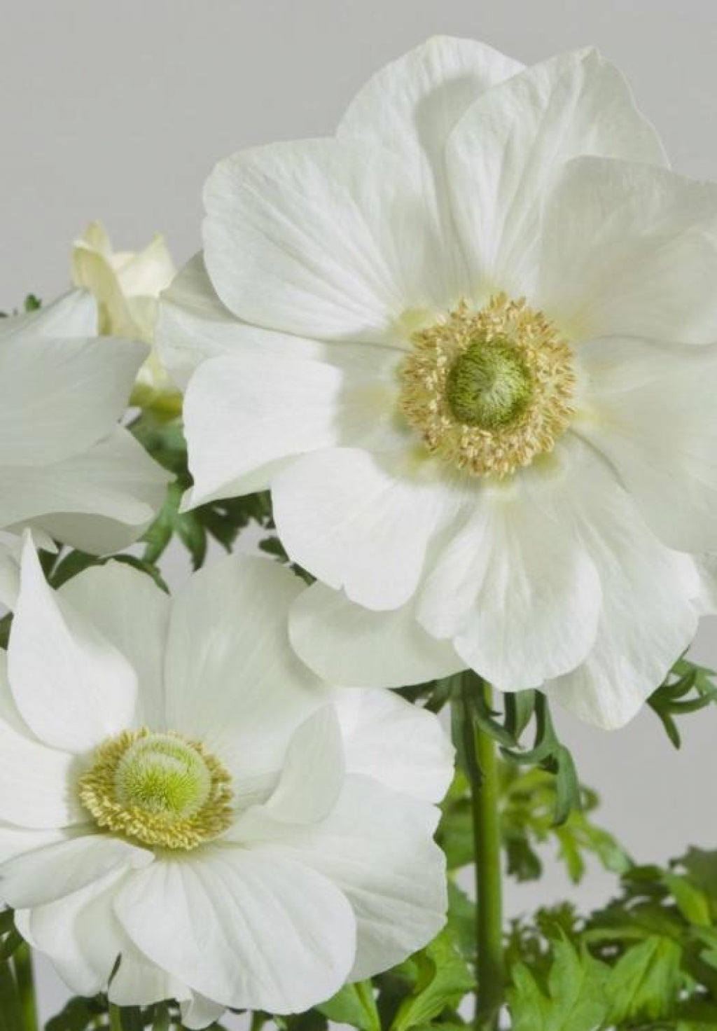 Anemone 'Harmony White' Windflower