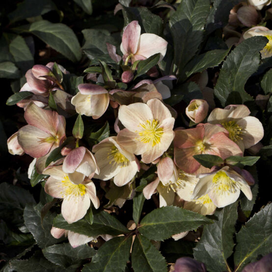 Helleborus x ballardiae 'Camelot' Snow Rose
