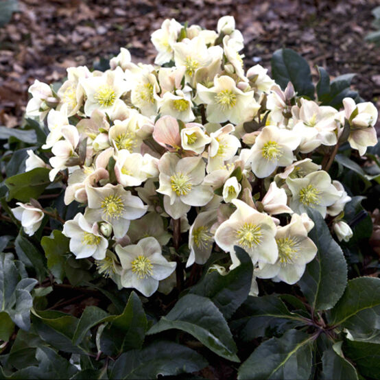 Hellebore 'Cinnamon Snow' Snow Rose