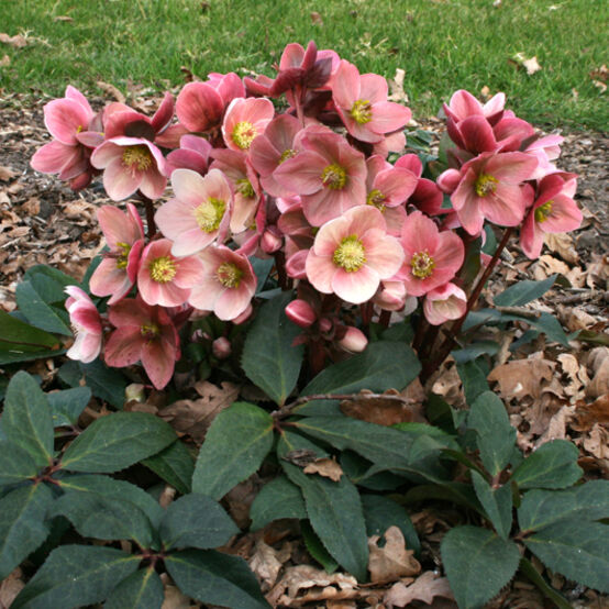 Hellebore Pink Frost Snow Rose