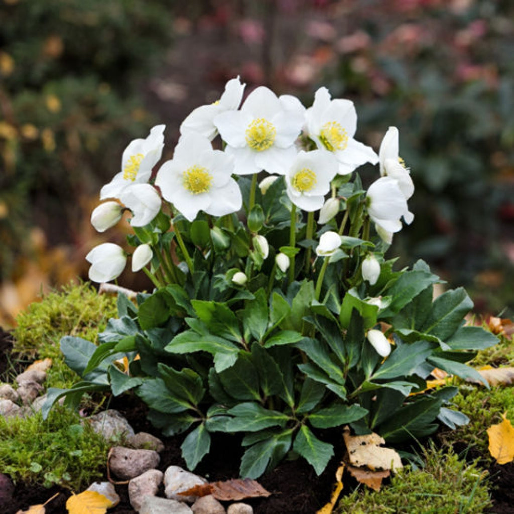 Hellebore 'Diva' White Christmas Rose