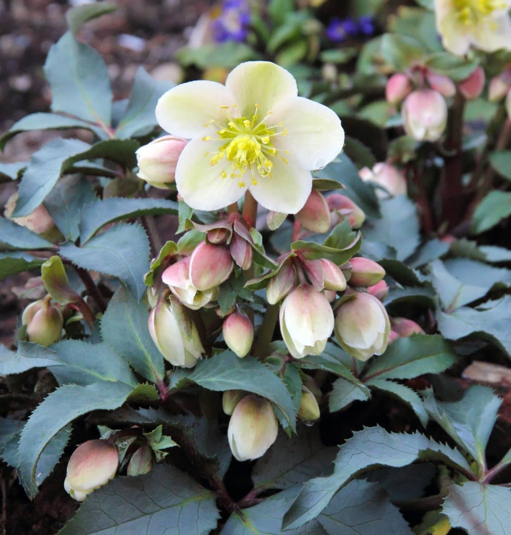 Hellebore 'Monte Cristo' Snow Rose